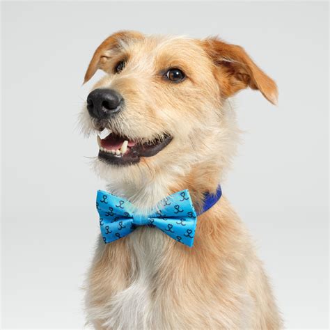 battersea cats home lottery|Wear Blue For Rescue Dog Bow Tie – Battersea Shop.